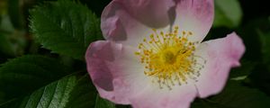 Preview wallpaper rosa canina, petals, flower, leaves, macro