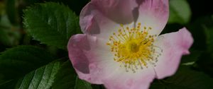 Preview wallpaper rosa canina, petals, flower, leaves, macro