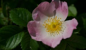 Preview wallpaper rosa canina, petals, flower, leaves, macro