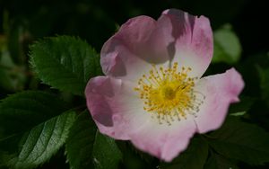 Preview wallpaper rosa canina, petals, flower, leaves, macro