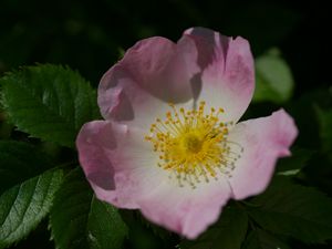 Preview wallpaper rosa canina, petals, flower, leaves, macro