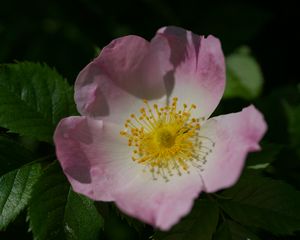Preview wallpaper rosa canina, petals, flower, leaves, macro