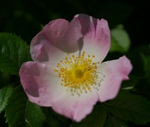 Preview wallpaper rosa canina, petals, flower, leaves, macro