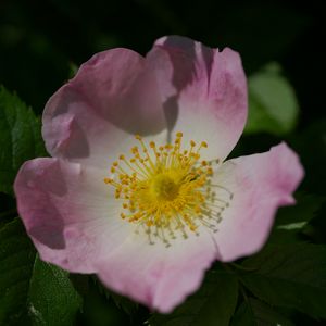 Preview wallpaper rosa canina, petals, flower, leaves, macro