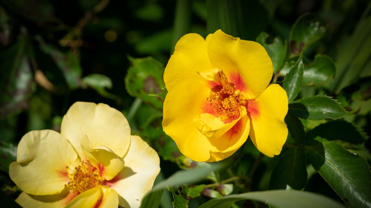 Wallpaper rosa persica, rose, flower, petals, yellow