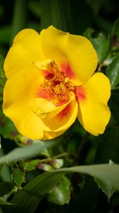 Preview wallpaper rosa persica, rose, flower, petals, yellow