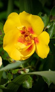 Preview wallpaper rosa persica, rose, flower, petals, yellow