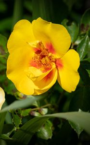 Preview wallpaper rosa persica, rose, flower, petals, yellow