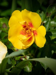 Preview wallpaper rosa persica, rose, flower, petals, yellow