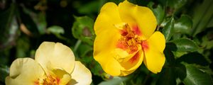 Preview wallpaper rosa persica, rose, flower, petals, yellow