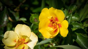 Preview wallpaper rosa persica, rose, flower, petals, yellow