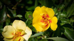 Preview wallpaper rosa persica, rose, flower, petals, yellow