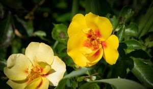 Preview wallpaper rosa persica, rose, flower, petals, yellow