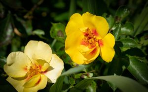 Preview wallpaper rosa persica, rose, flower, petals, yellow