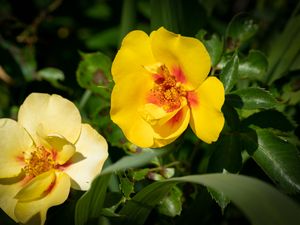 Preview wallpaper rosa persica, rose, flower, petals, yellow