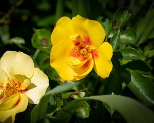 Preview wallpaper rosa persica, rose, flower, petals, yellow