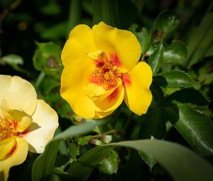 Preview wallpaper rosa persica, rose, flower, petals, yellow