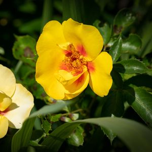 Preview wallpaper rosa persica, rose, flower, petals, yellow