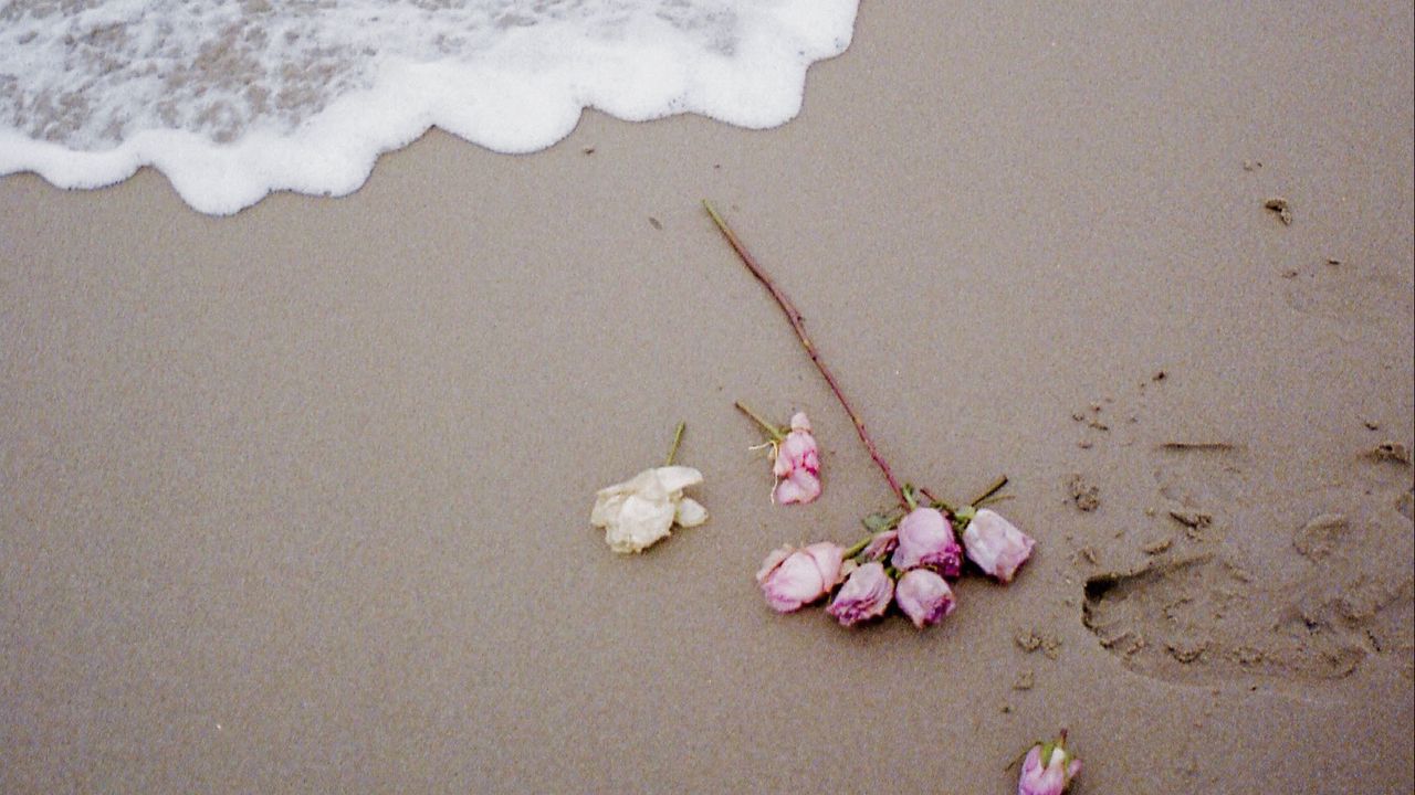Wallpaper rose, beach, coast