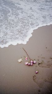 Preview wallpaper rose, beach, coast