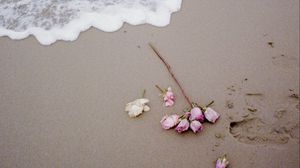 Preview wallpaper rose, beach, coast