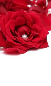 Preview wallpaper rose, beads, red, white