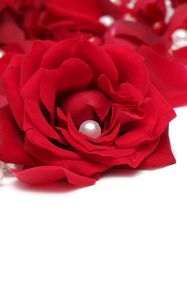 Preview wallpaper rose, beads, red, white