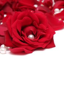 Preview wallpaper rose, beads, red, white