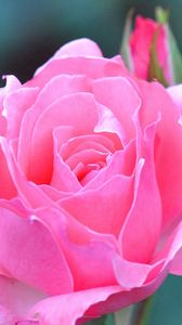 Preview wallpaper rose, beautiful, pink