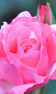Preview wallpaper rose, beautiful, pink