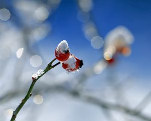 Preview wallpaper rose, berry, branch, snow