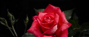 Preview wallpaper rose, black background, flowers