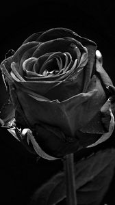 Preview wallpaper rose, black, bud, dark, bw