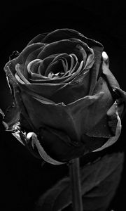 Preview wallpaper rose, black, bud, dark, bw