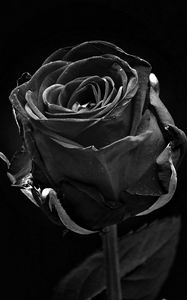 Preview wallpaper rose, black, bud, dark, bw