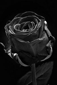 Preview wallpaper rose, black, bud, dark, bw