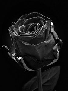 Preview wallpaper rose, black, bud, dark, bw