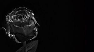 Preview wallpaper rose, black, bud, dark, bw