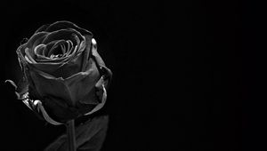 Preview wallpaper rose, black, bud, dark, bw