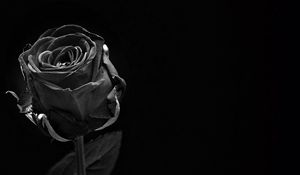 Preview wallpaper rose, black, bud, dark, bw