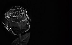 Preview wallpaper rose, black, bud, dark, bw