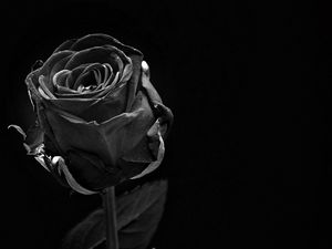 Preview wallpaper rose, black, bud, dark, bw