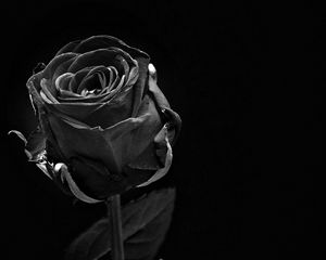 Preview wallpaper rose, black, bud, dark, bw