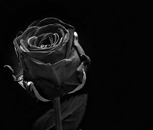 Preview wallpaper rose, black, bud, dark, bw