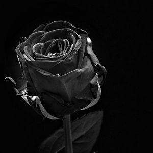 Preview wallpaper rose, black, bud, dark, bw