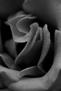 Preview wallpaper rose, black white, petals, close-up