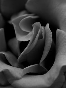 Preview wallpaper rose, black white, petals, close-up