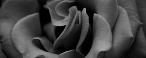 Preview wallpaper rose, black white, petals, close-up