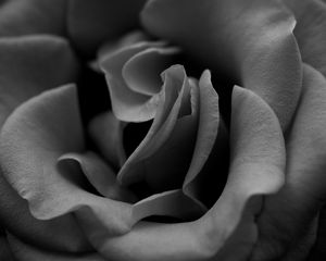 Preview wallpaper rose, black white, petals, close-up