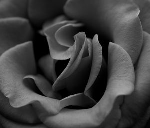 Preview wallpaper rose, black white, petals, close-up